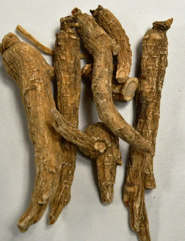 Ginseng Root (White American) - Dragon Herbarium